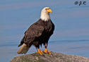 Haliaeetus leucocephalus